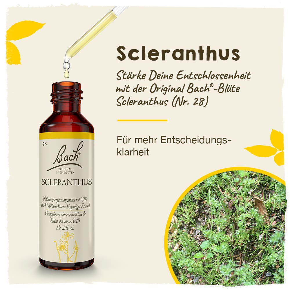 Bach Flower Remedy 20ml Original Bach® Flower Dropper Scleranthus