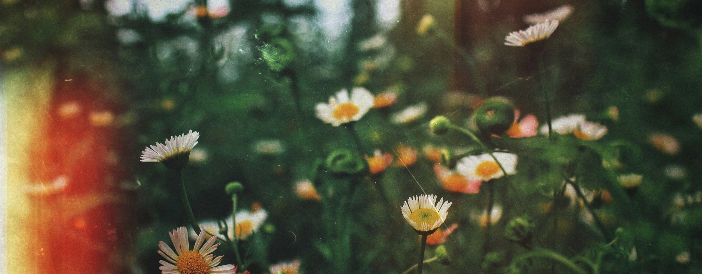 Multiple daisy flowers in a meadow