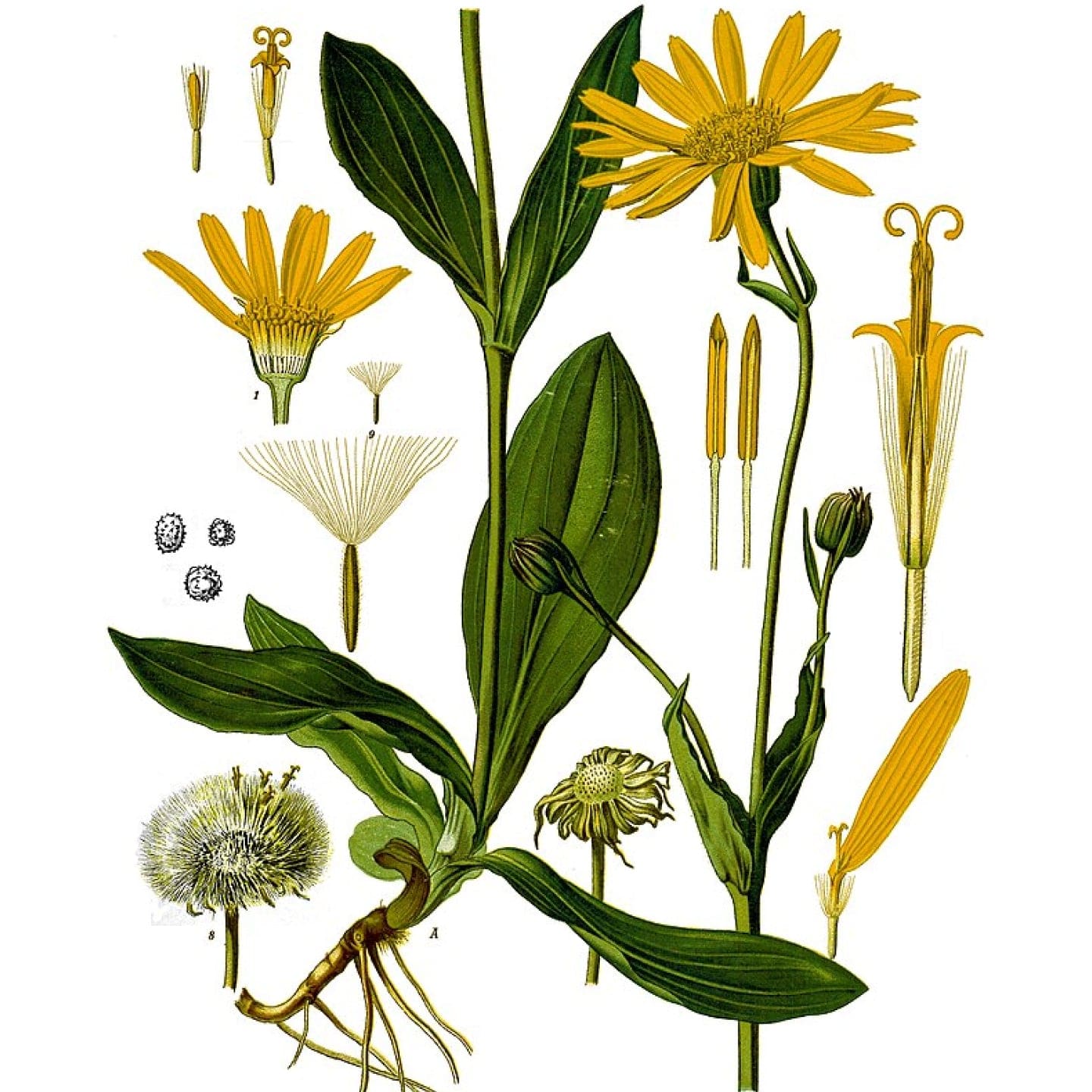 Drawing of Arnica Montana plant used in Arnicare