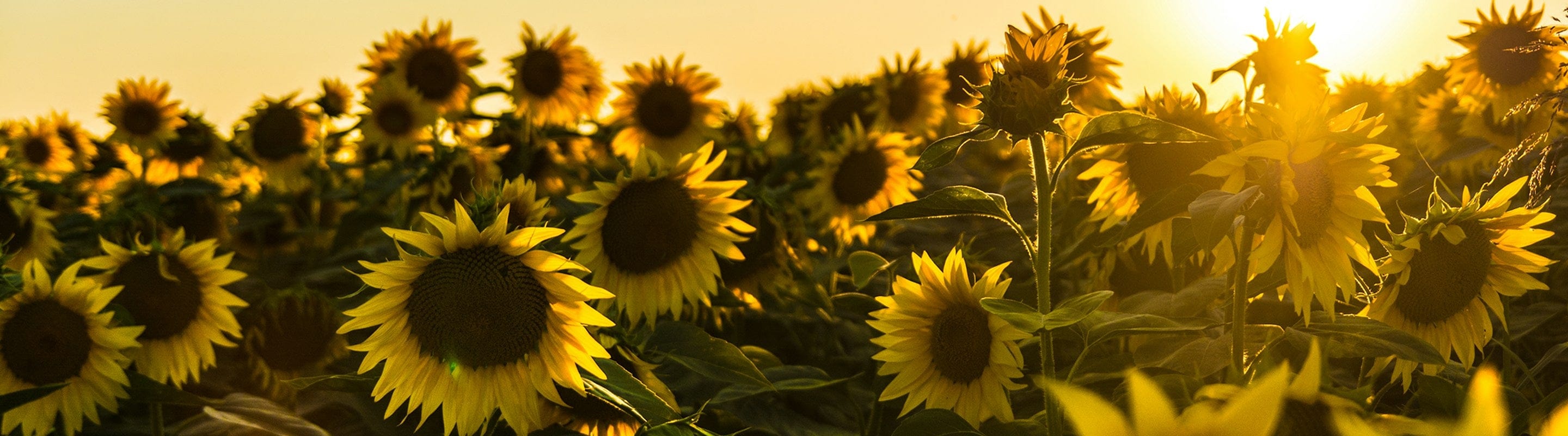 Sunflower filed at sunset