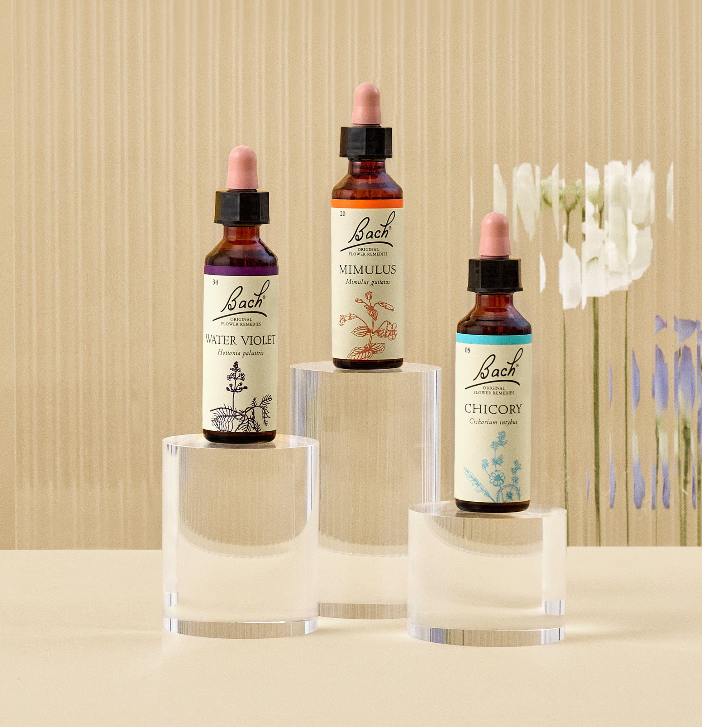 Bach Original Flower Remedies Water Violet, Mimulus and Chicory Droppers to connect with yourself and others