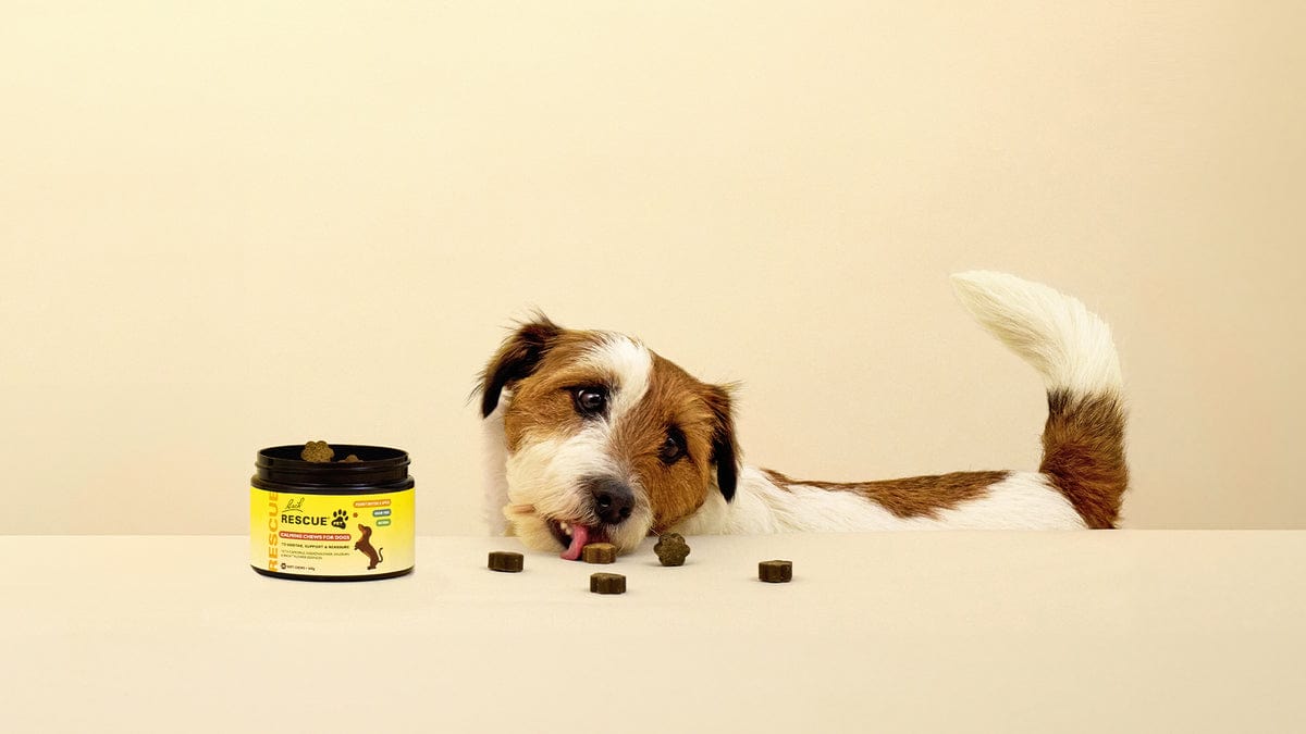 Dog licking and eating Rescue® Pet Calming Chews for Dogs from table
