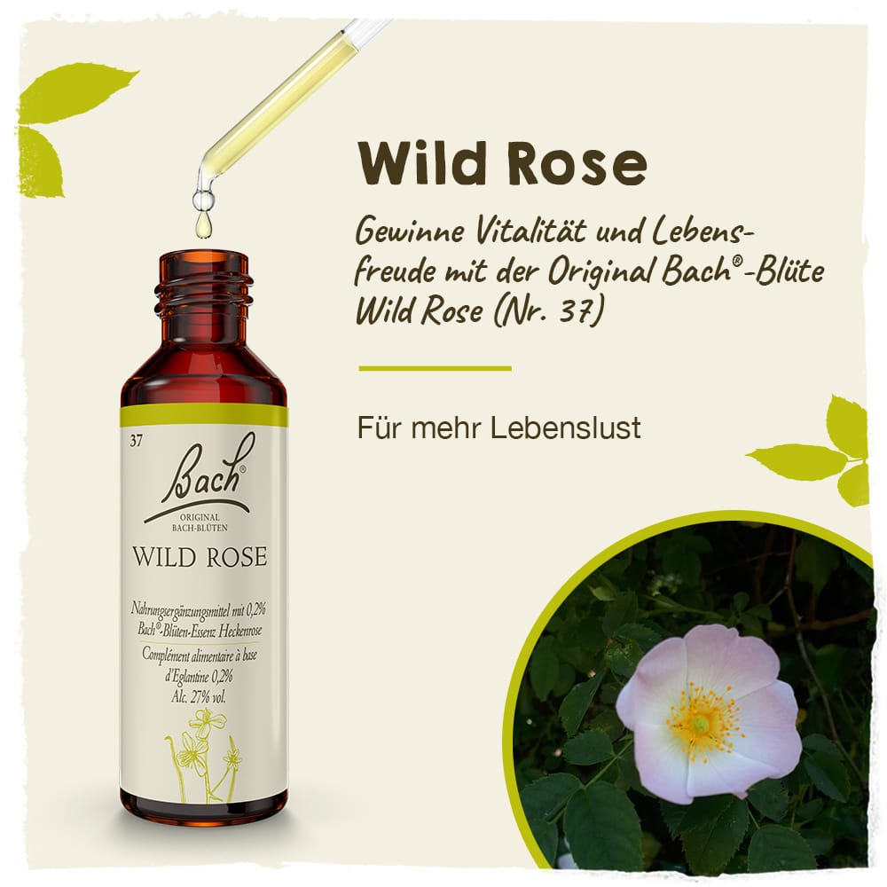 Bach Flower Remedy 20ml Original Bach® Flower Dropper Wild Rose