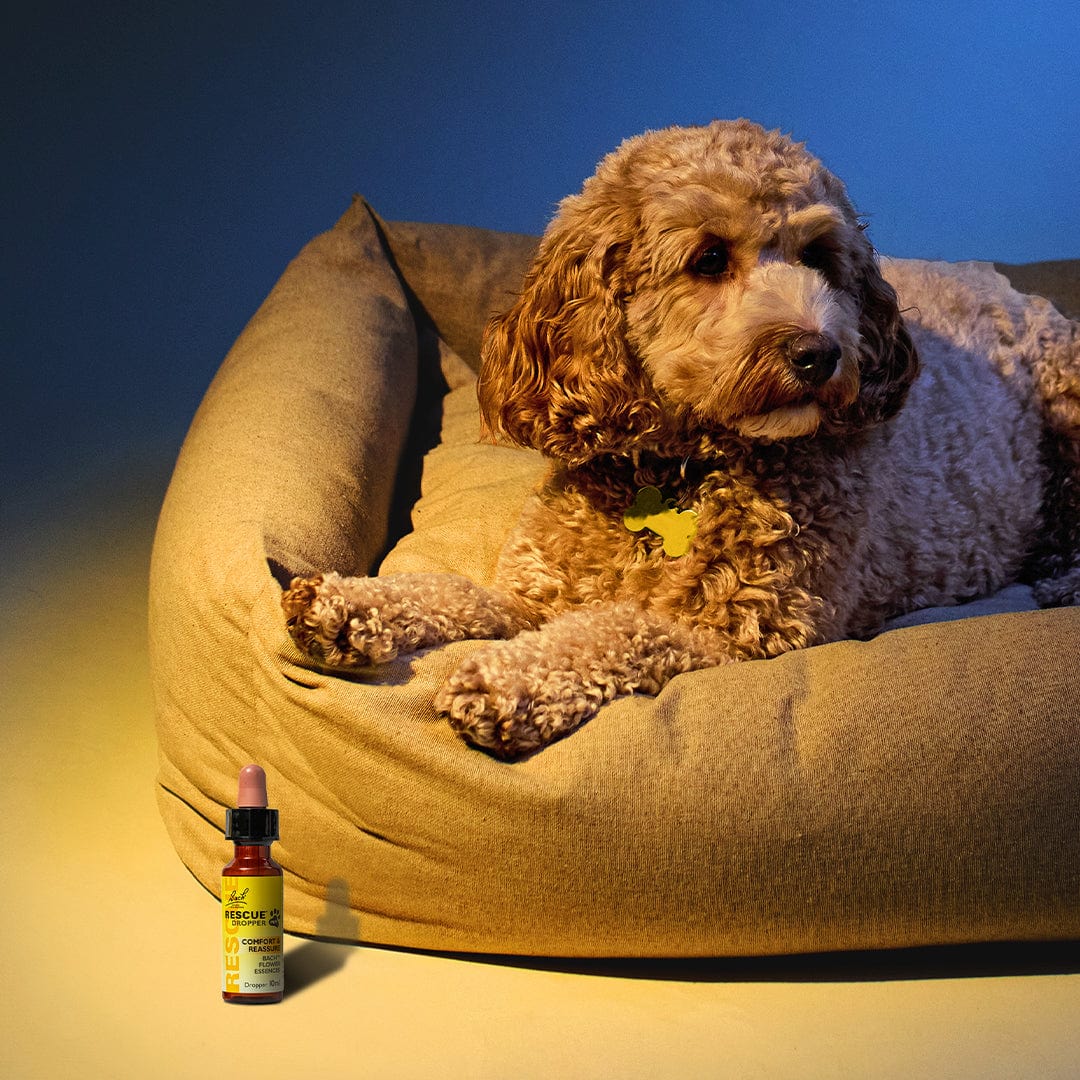Rescue® Pet Dropper (Glycerine)
